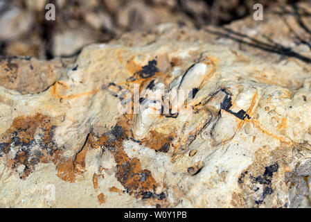 Close up fossil texture of triassic period Stock Photo