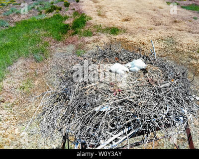 Nest of Steppe eagle or Aquila nipalensis with small nestlings Stock Photo