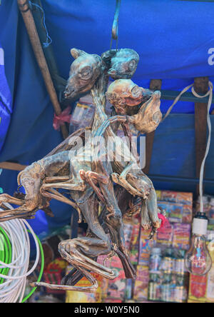 Llama fetuses and other 'cures' at the La Hechiceria Witches Market in La Paz, Bolivia Stock Photo