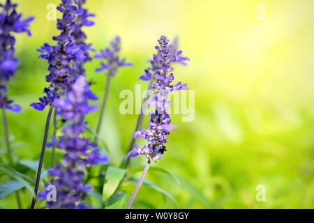 Blue Salvia (salvia farinacea) flowers blooming in the garden. Flower background Stock Photo