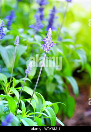 Blue Salvia (salvia farinacea) flowers blooming in the garden Stock Photo