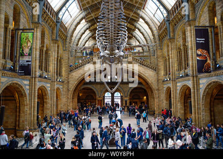 The interior of Natural History Museum and and whale skeleton in London, United Kingdom Stock Photo