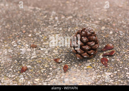 A pine cone on the asphalt with space to add texts or graphics (copy space) Stock Photo