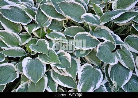 Decorative plant Hosta Patriot (most popular) with variegated green with white  leaves for landscaping design in park or garden. Stock Photo