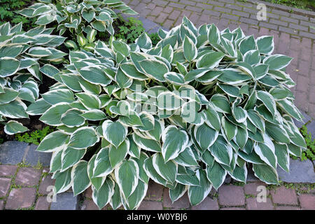 Decorative plant Hosta Patriot (most popular) with variegated green with white  leaves for landscaping design in park or garden. Stock Photo