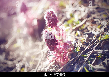 Pink shining beautiful fairy flowers of the Butterbur bloom on the banks of the swamp in the spring Sunny time