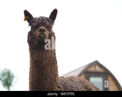 A brown Alpaca stands in front of a camping pod. Stock Photo