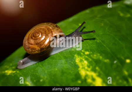 Small brown snail on green leaf with outdoor lighting. Stock Photo