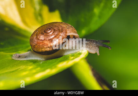 Small brown snail on green leaf with outdoor lighting. Stock Photo
