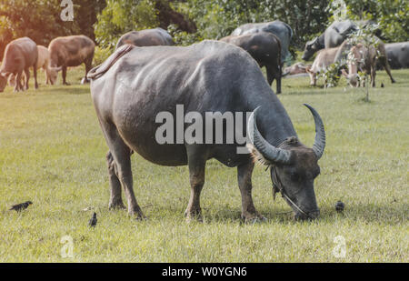 Asian water buffalo on the grassland with outdoor sunset lighting. Stock Photo