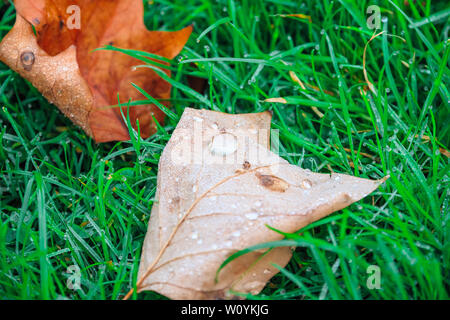 Closeup of fallen leave wet with dew on green grass for concept use Stock Photo