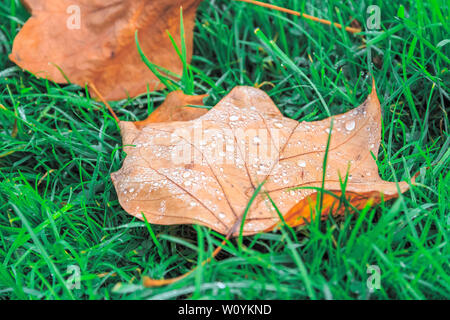 Closeup of fallen leave wet with dew on green grass for concept use Stock Photo
