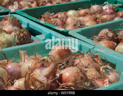 Harvested Yellow and red onions lying in green plastic boxes. Stock Photo