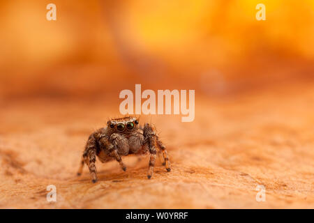 Jumping spider on the orange and shining leaf Stock Photo