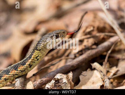 Garter snake on brown log and leaves on forest floor in spring Stock Photo