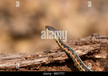 Garter snake on brown log and leaves on forest floor in spring Stock Photo