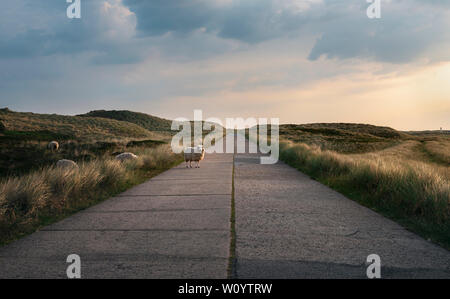 Idyllic german landscape with a sheep in the middle of an empty street, on the dunes with grass and moss from Sylt island, Germany, in at sunrise. Stock Photo