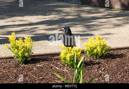 The JFK Raven, an old bird who stays around the JFK Memorial in Galway, Ireland Stock Photo