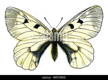 Parnassius mnemosyne, The Clouded Apollo Butterfly  - Color Butterfly / Moth Lithograph from 1895 book, 'Europe’s Best-Known Butterflies' by F. Nemos Stock Photo