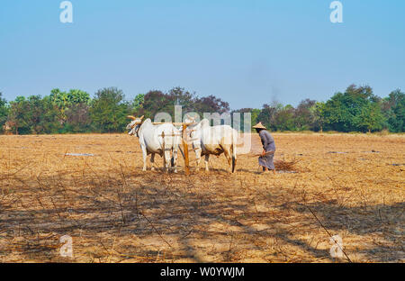 The local farmer in conical hat work on the field, tilling it with couple of zebu cows, Bagan, Myanmar Stock Photo