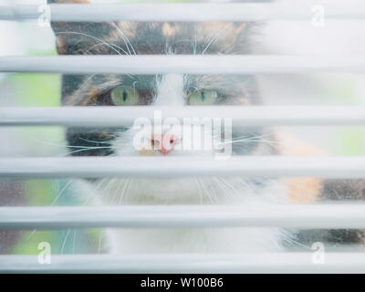Funny tricolor cat peeps through the window through the blinds Stock Photo