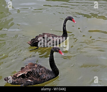 Two black swans with a red beak floating on the water Stock Photo