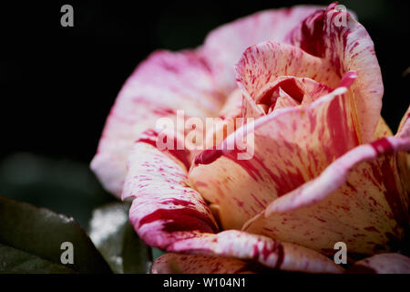 macro of a two colored red and white rose with the name: Broceliande Stock Photo