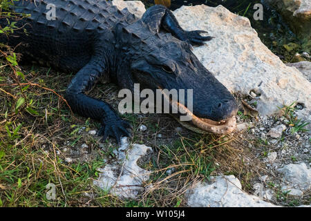 Alligator laying on rocks next to water in Everglades National Park, Florida, USA Stock Photo