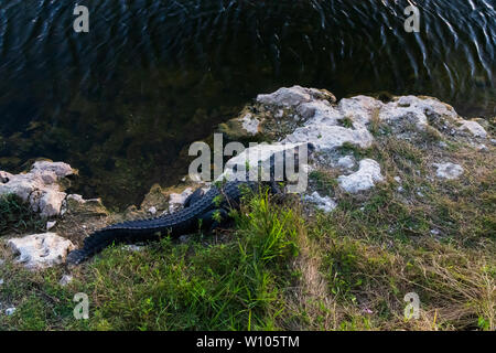 Alligator laying on rocks next to water in Everglades National Park, Florida, USA Stock Photo