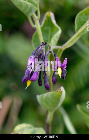 Bittersweet or Woody Nightshade, wayside or roadside British wild flower. Stock Photo