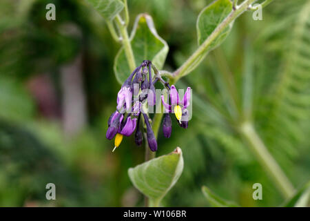 Bittersweet or Woody Nightshade, wayside or roadside British wild flower. Stock Photo