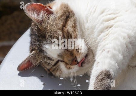 Lying down tabby cat on a table in a garden Stock Photo
