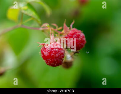 raspberry berry wet after rain close-up on the background of blurred greenery. Stock Photo