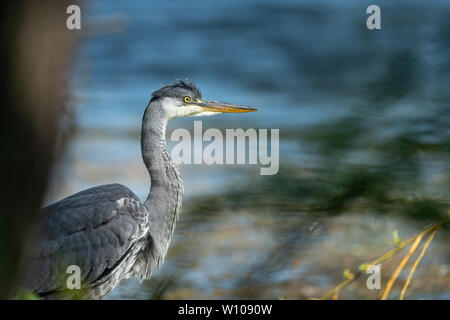 A grey heron (Ardea cinerea) standing near a pond (Vienna, Austria) Stock Photo