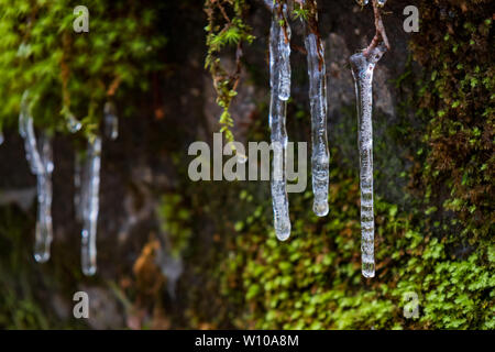 Clump of moss on rocks with icicle and water droplets close-up Stock Photo