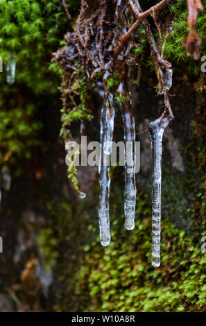 Clump of moss on rocks with icicle and water droplets close-up Stock Photo