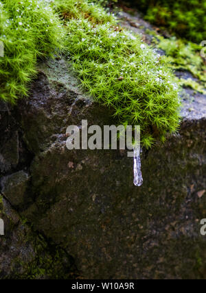 Clump of moss on rocks with icicle and water droplets close-up Stock Photo