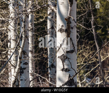 birch tree trunks in early spring closeup. Stock Photo