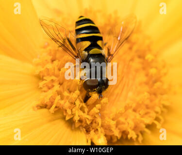 Flower fly ( Eristalis transversa ) sitting on a yellow wild flower feeding on pollen and nectar Stock Photo