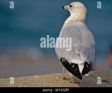 Seagull Stock Photo