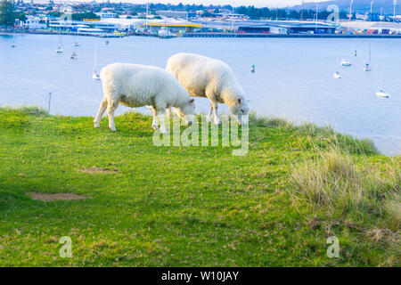 Sheep grazing on Mount Maunganui, New Zealand with Tauranga Harbor and port in background. Stock Photo
