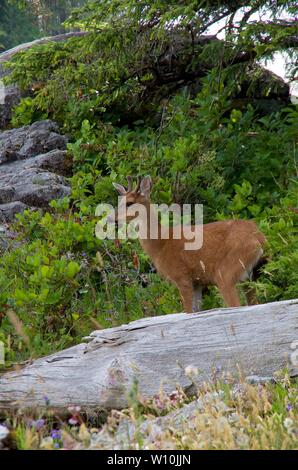 A young male west coast black-tailed deer stands in a salal berry patch beside a bleached log, Bunsby Islands, British Columbia Stock Photo