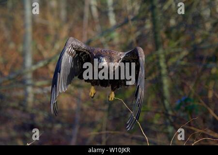 Juvenile bald eagle powers towards the camera as it takes off through the bushes in Goldstream Provincial Park, Vancouver Island, British Columbia. Stock Photo