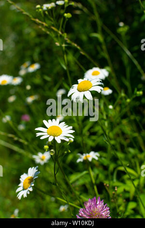 Summer wildflowers in Richard Bong State Recreational Area, Kansasville, Wisconsin Stock Photo