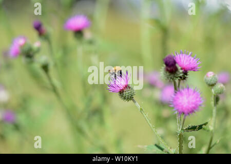 Bumblebee on a thistle flower on a summer day close-up Stock Photo