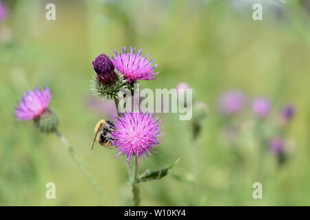 Bumblebee on a thistle flower on a summer day close-up Stock Photo