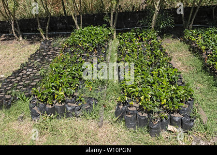 young coffee seedlings on a plantation in Boquete Panama Stock Photo