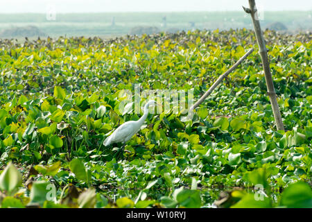 Closeup of a Egret heron (Ardea alba), a chicken size bird collecting food in lake field with Flowering Water Hyacinth (Eichhornia crassipes) on the p Stock Photo