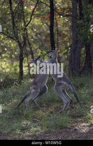 Two juvenile male Whip Tailed Wallaby fighting sparing boxing in the early morning light Queensland Australia Stock Photo