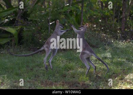 Two juvenile male Whip Tailed Wallaby fighting sparing boxing in the early morning light Queensland Australia Stock Photo